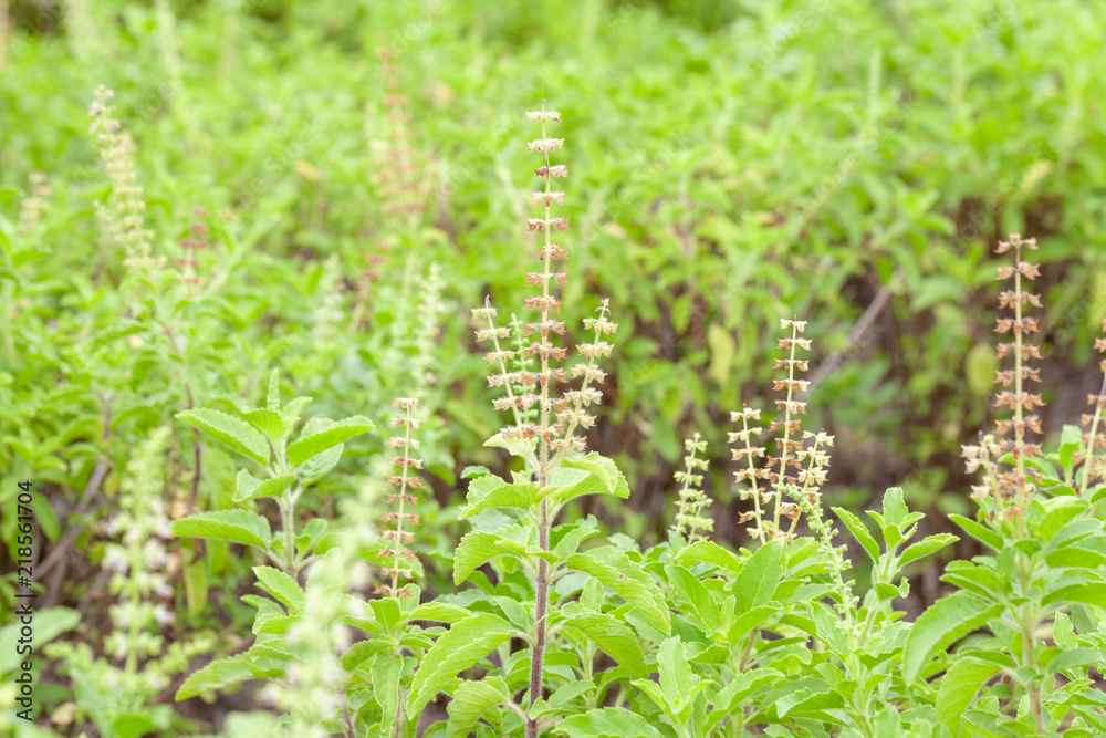 close up of thai basil or sweet basil in the garden close up of thai basil or sweet basil in the garden