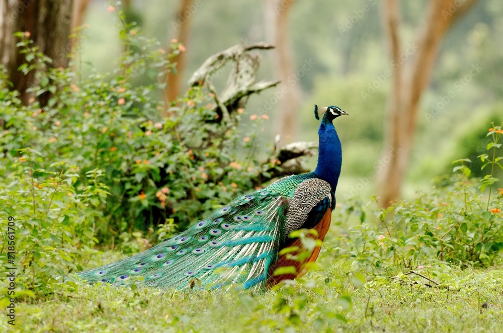 Obraz premium Peafowl