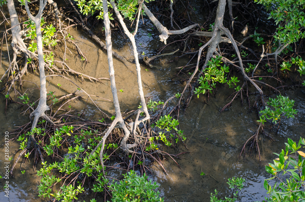 mangrove forest