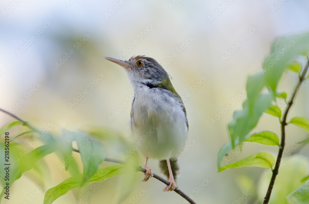 Fototapeta premium Small birds in the tropics.