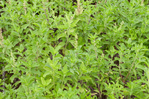 close up of thai basil or sweet basil in the garden