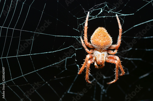 Spiders create webs to trap insects