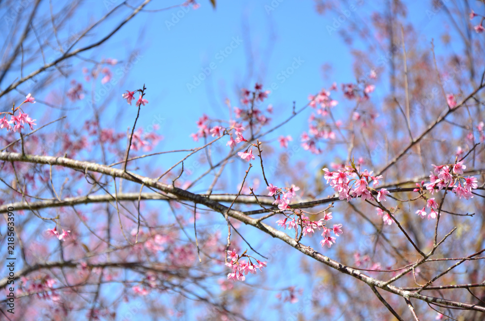 The branches of Thai cherry blossom in spring time over blue sky. The branches of Thai cherry blossom in spring time over blue sky.