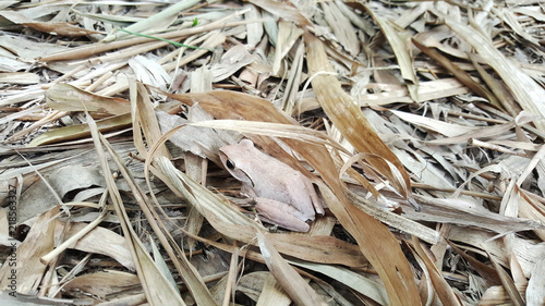 Close up of Golden Tree Frog on floor background - animals with copy space