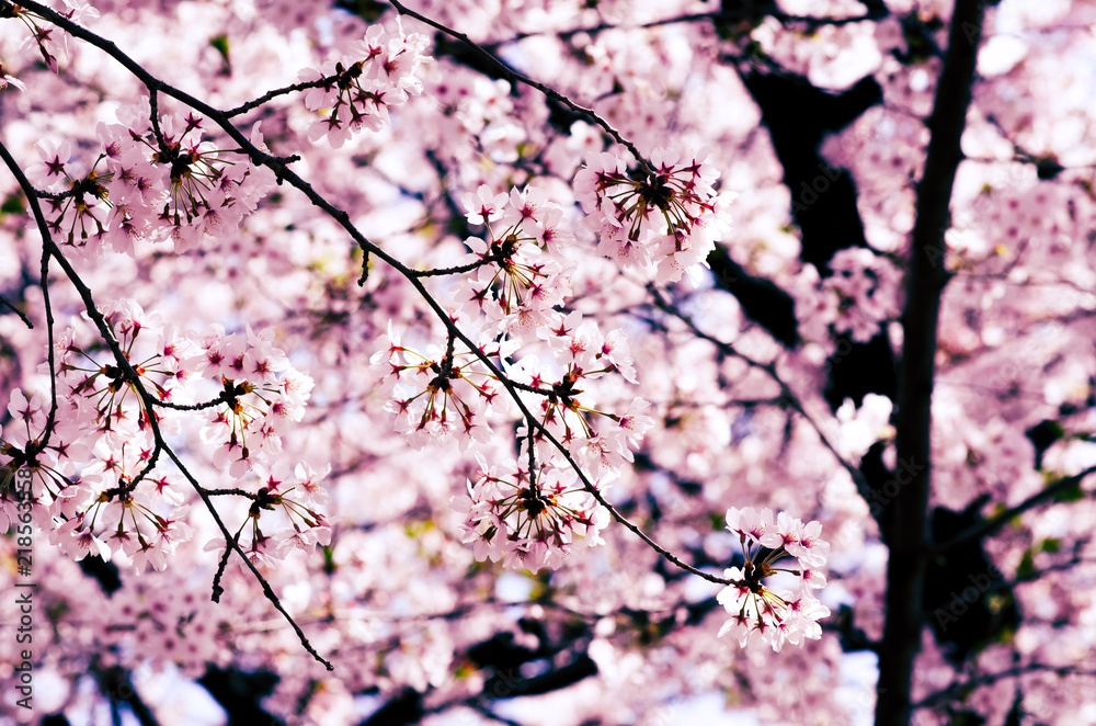 Sakura Pink in soft focus, beautiful cherry blossom in Japan, bright pink flowers of Sakura on the blurry background. Spring background and beautiful natural scenery.