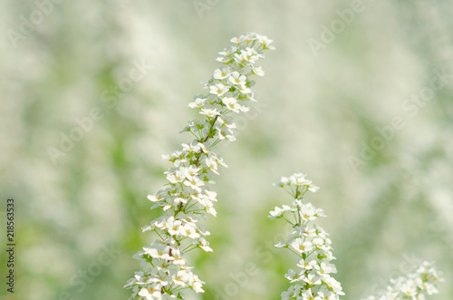 Pretty white blossoms of Thunberg's meadowsweet or Spiraea thunbergii blooming on blurry background in Japan. Tiny white flowers in soft focused beautiful nature flower background.