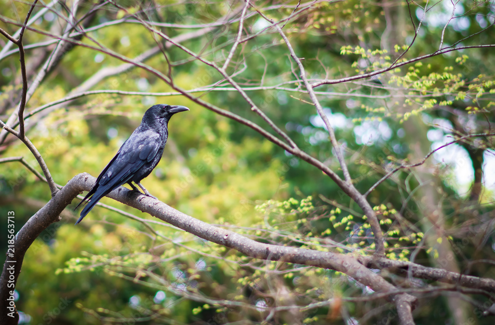 A crow on a tree branch on green forest background. A crow on a tree branch on green forest background.
