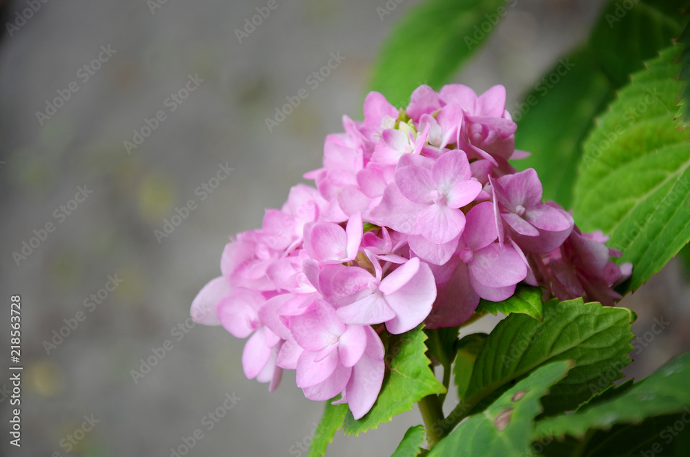 Hydrangea, Hydrangea macrophylla , Beautiful pink flower in garden on blur grey pavement background, Hydrangea, Hydrangea macrophylla , Beautiful pink flower in garden on blur grey pavement background,