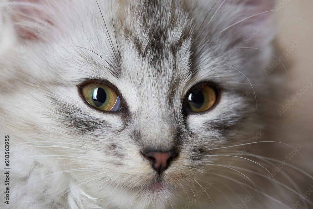 Close-up portrait of fluffy cat Close-up portrait of fluffy cat
