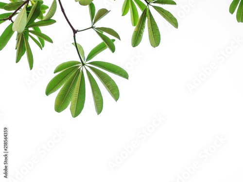 green leaves and branches clipping path on white background below copy space