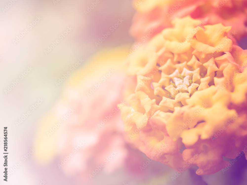 Weeping Lantana, White Sage blur colorful