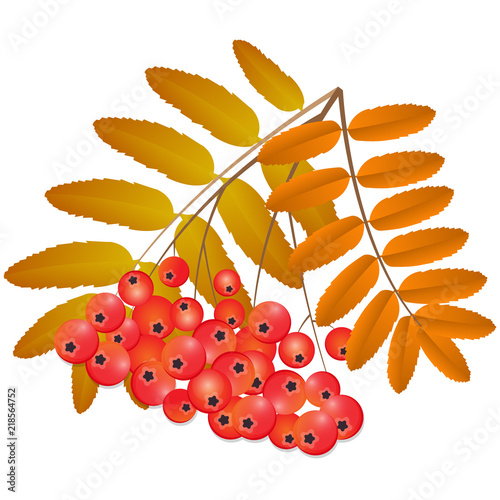 branch of rowan with fruits