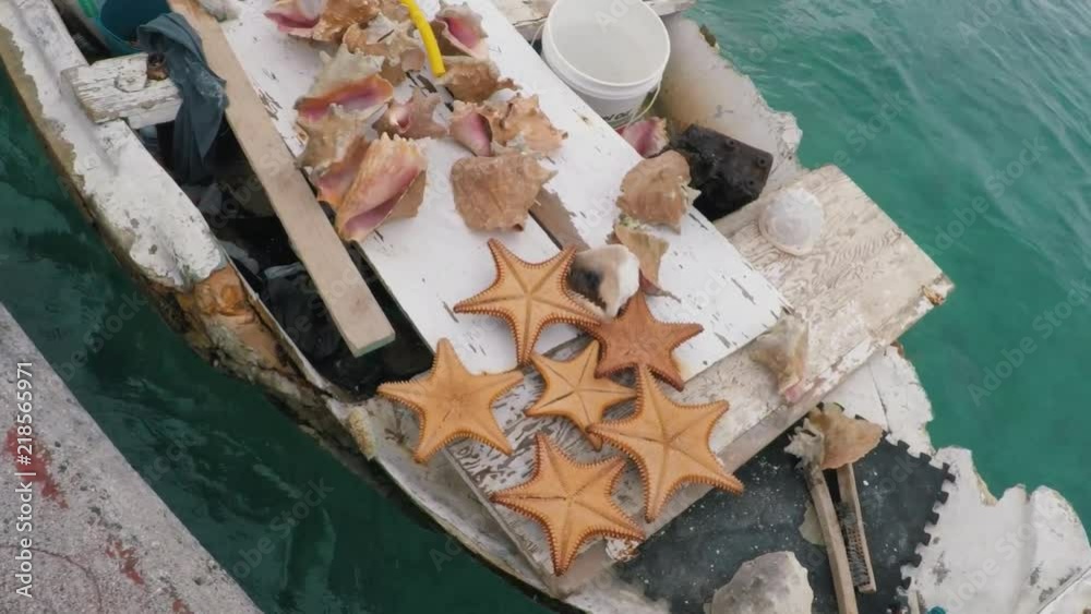 Conch shells and starfish fresh from the waters of the Bahamas, sits on the rocking boat of a local fisherman.