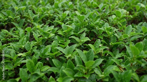 Wallpaper Mural freshness green nature, water dew drop on sprout plant Torontodigital.ca