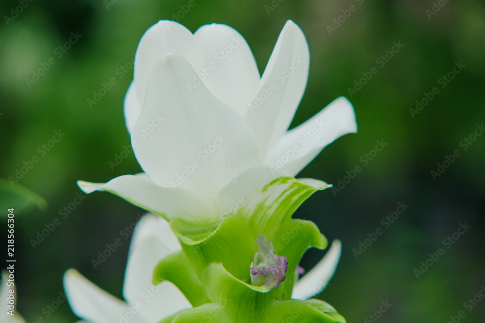 Fototapeta premium Siam Tulip white flower