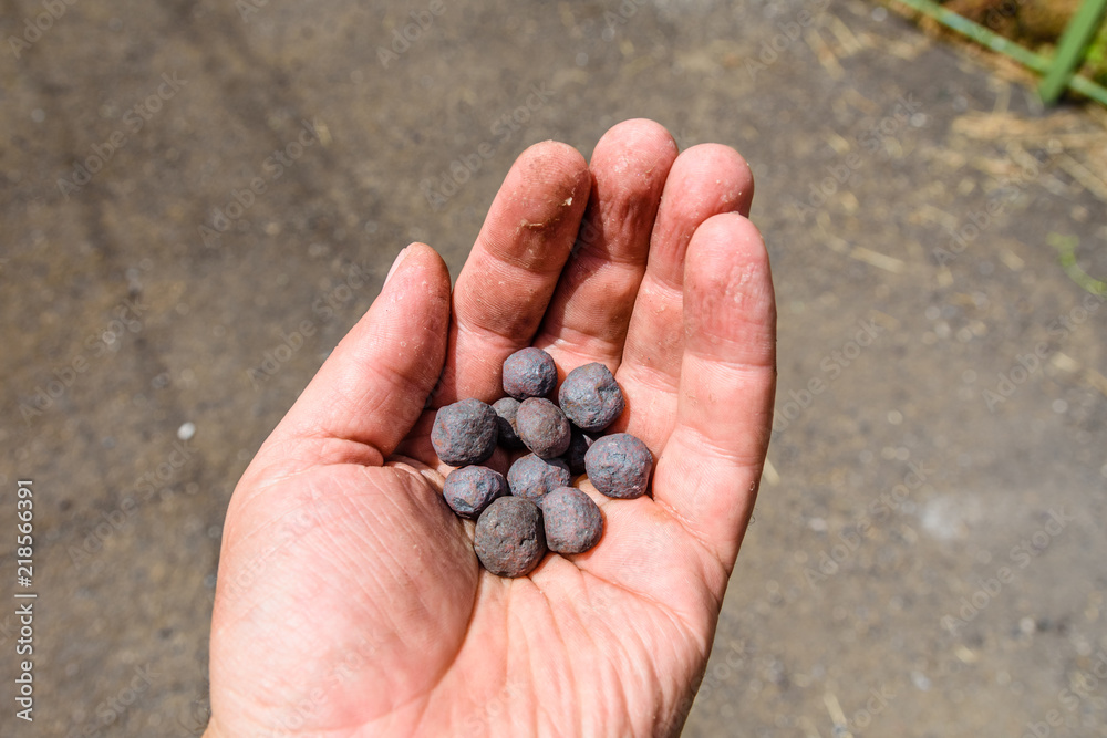 Iron ore taconite pellets in a worker hand Iron ore taconite pellets in a worker hand