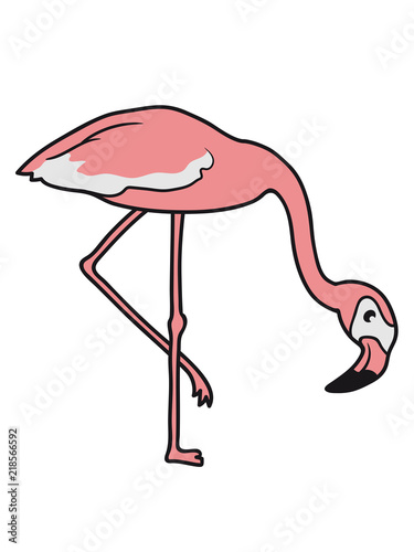 essen trinken beugen unten flamingo clipart comic cartoon vogel pink süß niedlich photo