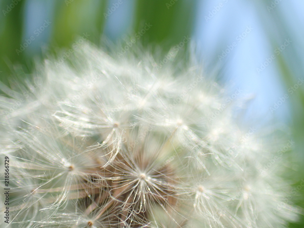 Fototapeta premium 綿毛と稲穂