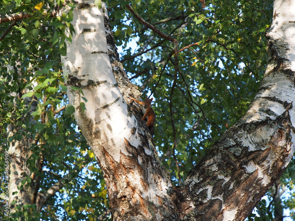 Lovely American Red Squirrel holding a large pine cone in its mouth, Espoo, Finland, Europe Lovely American Red Squirrel holding a large pine cone in its mouth, Espoo, Finland, Europe