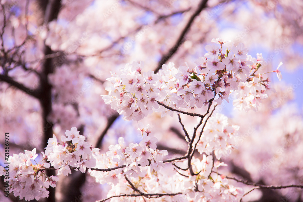 全面ピンクな桜