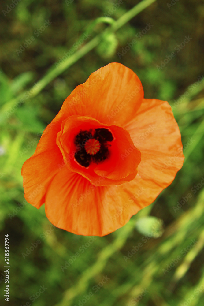 Poppy flower on the field of wheat summertime Poppy flower on the field of wheat summertime