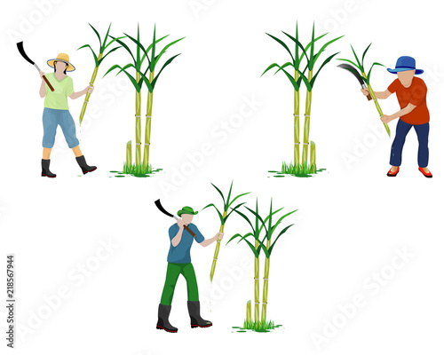 agriculturist harvest sugarcane vector design