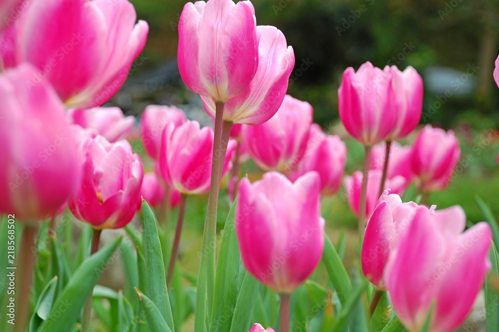 Colorful Tulips flowers blooming in Spring at a valley in Taoyuan, Taiwan