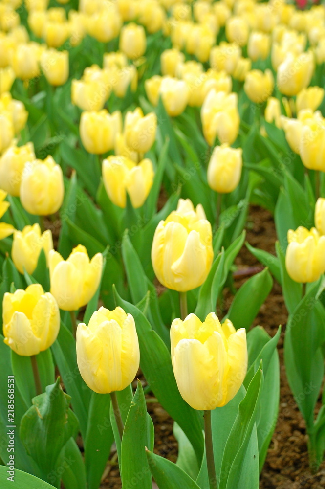 Colorful Tulips flowers blooming in Spring at a valley in Taoyuan, Taiwan Colorful Tulips flowers blooming in Spring at a valley in Taoyuan, Taiwan