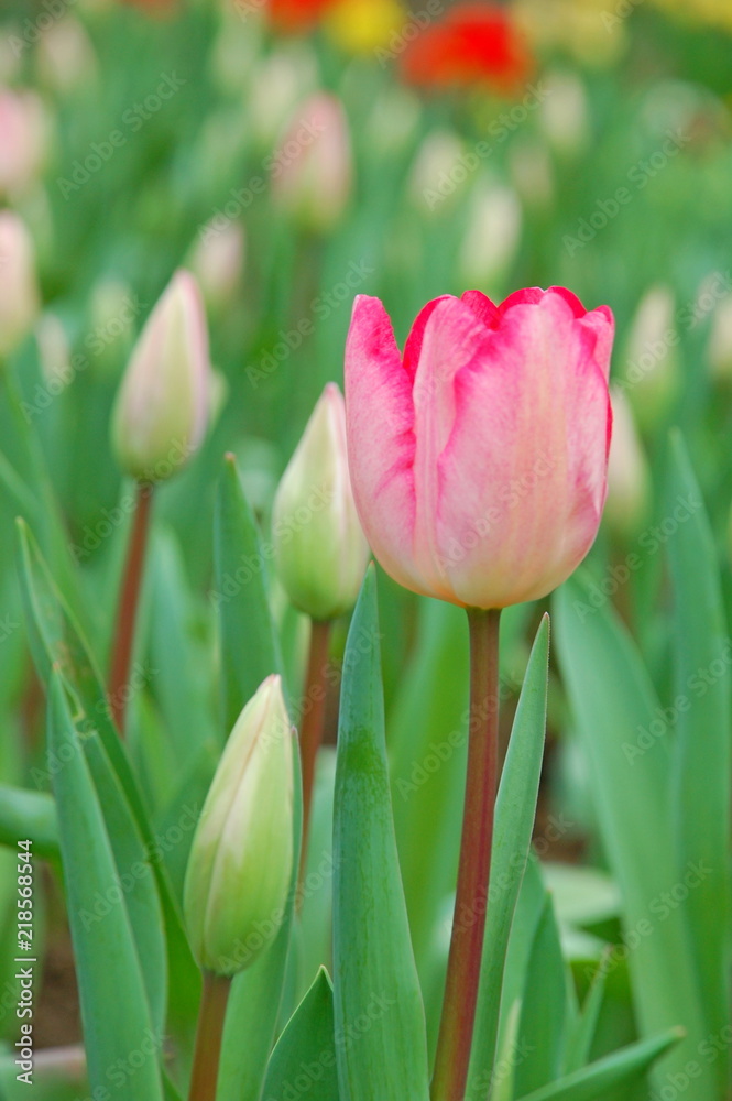 Colorful Tulips flowers blooming in Spring at a valley in Taoyuan, Taiwan Colorful Tulips flowers blooming in Spring at a valley in Taoyuan, Taiwan