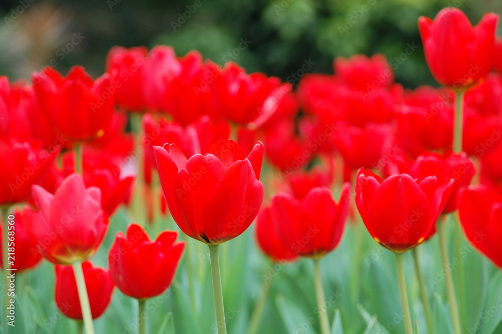 Colorful Tulips flowers blooming in Spring at a valley in Taoyuan, Taiwan