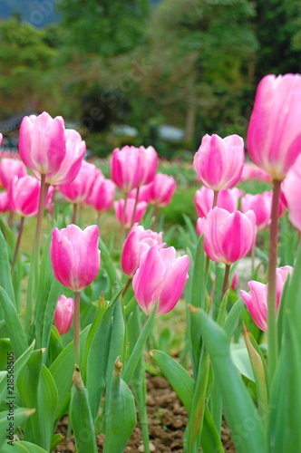 Colorful Tulips flowers blooming in Spring at a valley in Taoyuan, Taiwan