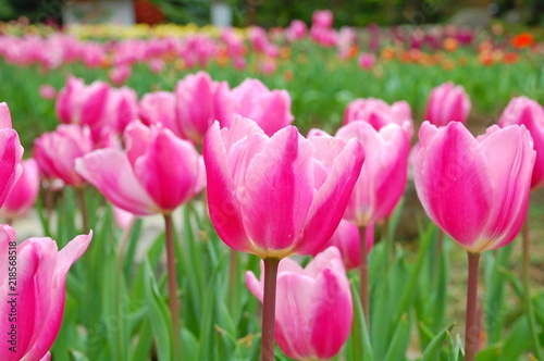 Colorful Tulips flowers blooming in Spring at a valley in Taoyuan, Taiwan