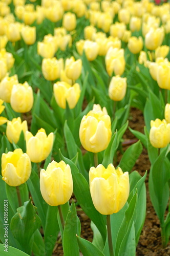 Colorful Tulips flowers blooming in Spring at a valley in Taoyuan, Taiwan