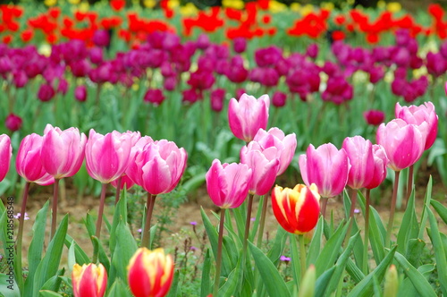 Colorful Tulips flowers blooming in Spring at a valley in Taoyuan  Taiwan