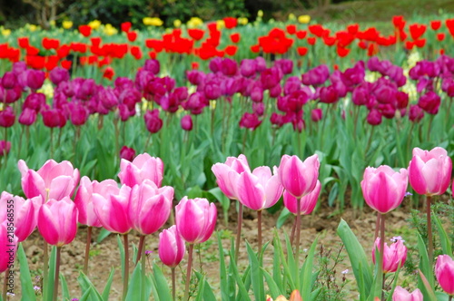 Colorful Tulips flowers blooming in Spring at a valley in Taoyuan, Taiwan