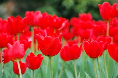 Colorful Tulips flowers blooming in Spring at a valley in Taoyuan, Taiwan