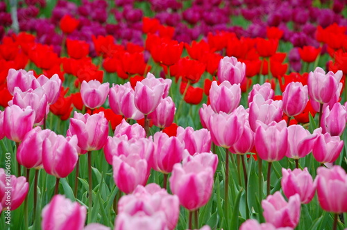 Colorful Tulips flowers blooming in Spring at a valley in Taoyuan, Taiwan