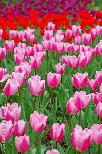 Colorful Tulips flowers blooming in Spring at a valley in Taoyuan  Taiwan