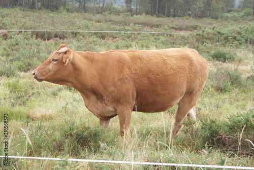 Vaca rubia gallega marrón claro de perfil en prado, pasto o monte verde. Ganado vacuno de raza autóctona de aldea de Melide, Galicia, España. Ganadería extensiva sostenible.	 photo