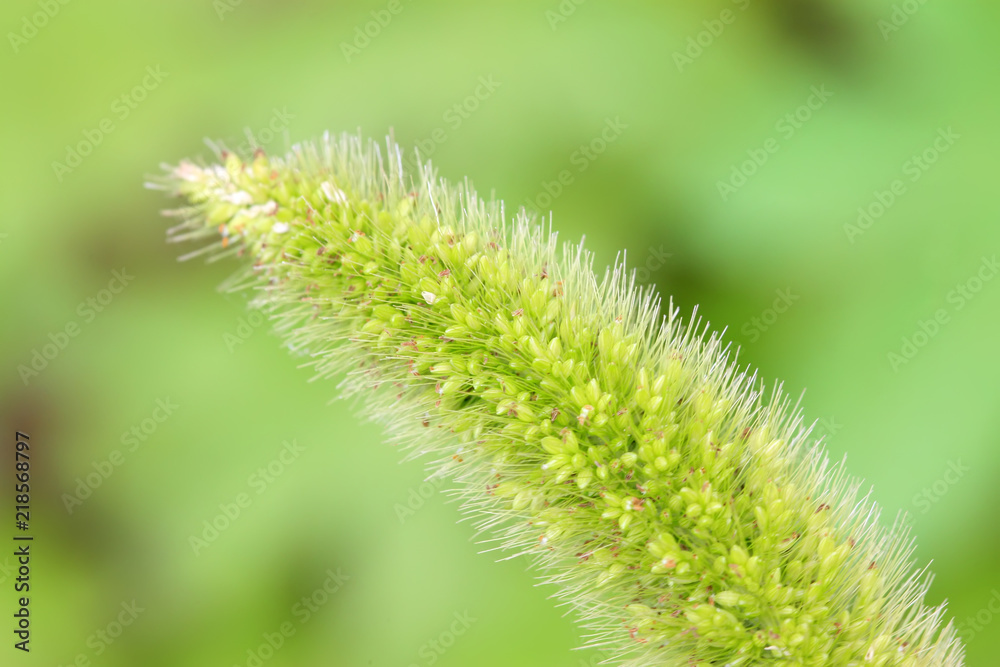 bristlegrass bristlegrass