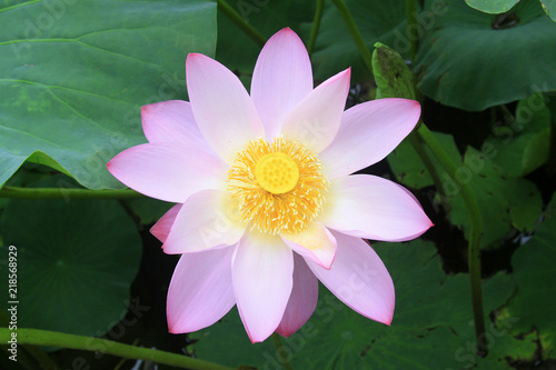 lotus