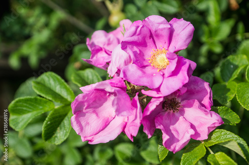 Blooming dog rose in the garden. Selective focus. © maxandrew