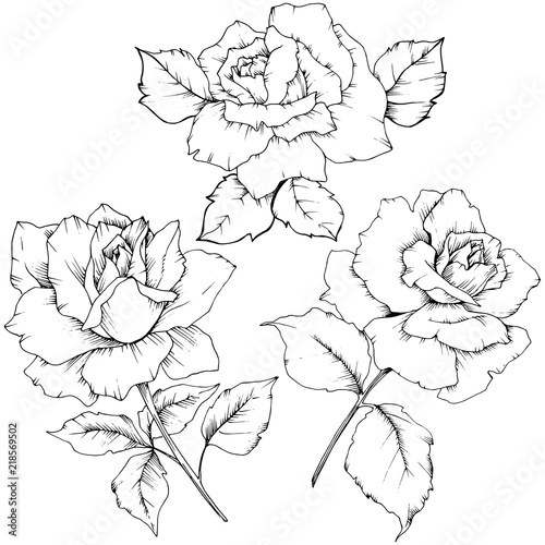 Rose flower in a vector style isolated. Full name of the plant: rose. Vector flower for background, texture, wrapper pattern, frame or border.
