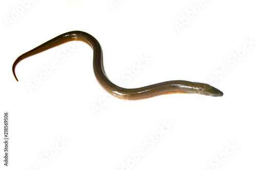 finless eel on white background