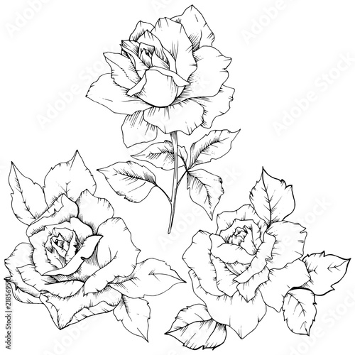 Rose flower in a vector style isolated. Full name of the plant: rose. Vector flower for background, texture, wrapper pattern, frame or border.