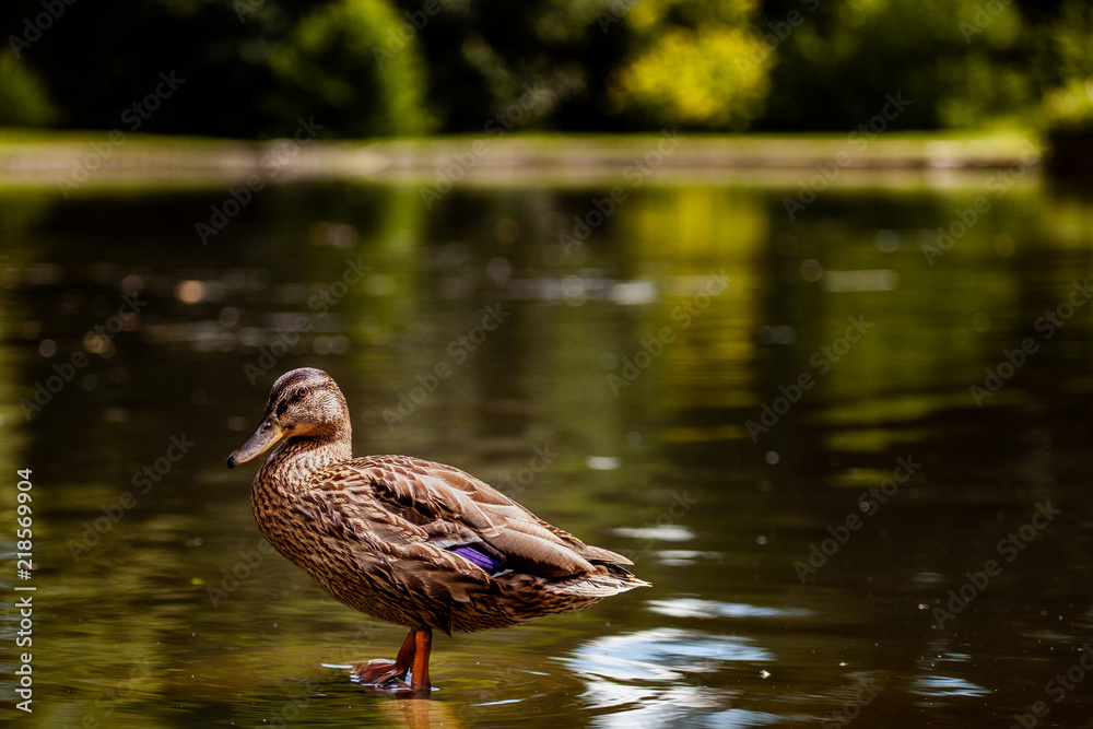 duck in the lake duck in the lake