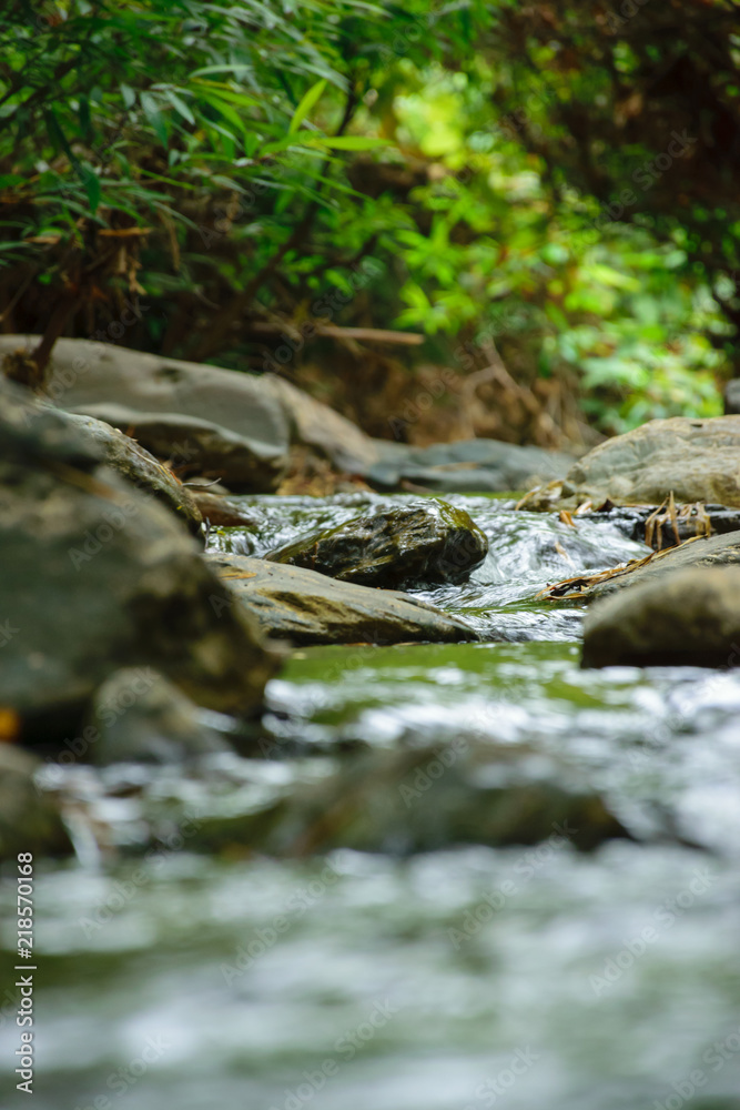 Small streams in the jungle in summer. Small streams in the jungle in summer.