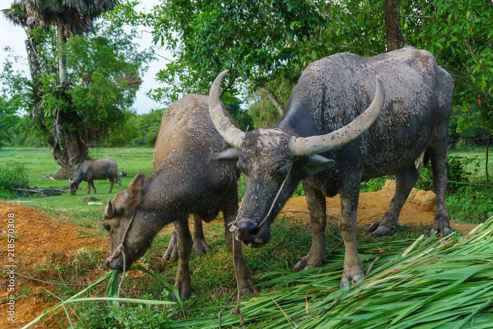 Wildlife Buffalo muddy body eating grass. Wildlife Buffalo muddy body eating grass.