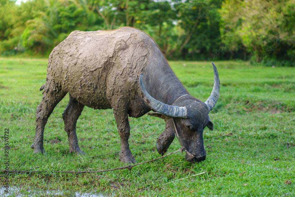 Fototapeta premium Wildlife Buffalo muddy body