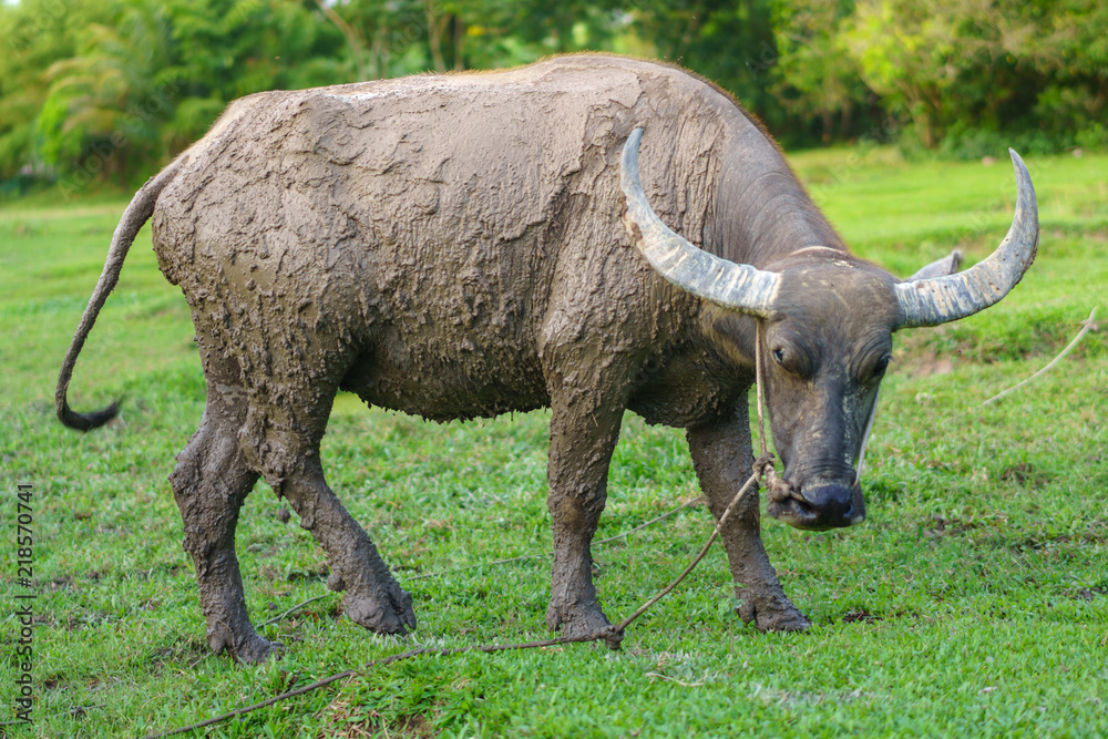 Fototapeta premium Wildlife Buffalo muddy body